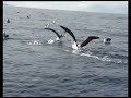 Albatross Encounter - The Biggest Wingspan in the World Albatross Encounter - The Biggest Wingspan in the World