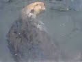 otter scratching butt :)