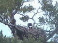 Maine Bald Eagle brings in prey 11/04/08 8:12 am