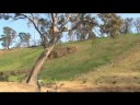 Tree Lopping Tree Lopping