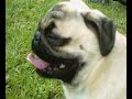 Pug-Nic - Encontro Pugs (S�o Paulo)