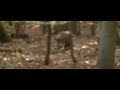 Gibier en action de chasse