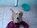 videos de Rufus e Toalha