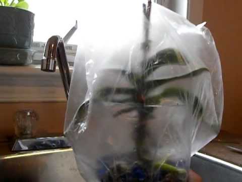 how to care for a dying orchid