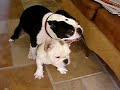 Unbelievable  humping  dogs