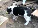 TYUKARA (N-POTAP x PATIMAT) 60 days old CAO female pup