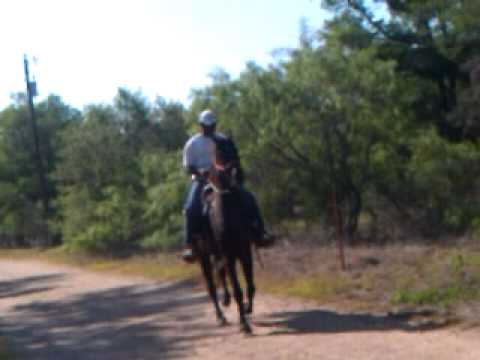 runners and riders