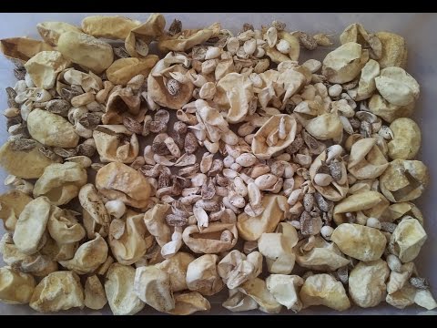 YouTube reptile video