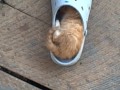 Sleepy Head