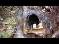The Belizian Rainforest - Spiders and Otters The Belizian Rainforest - Spiders and Otters