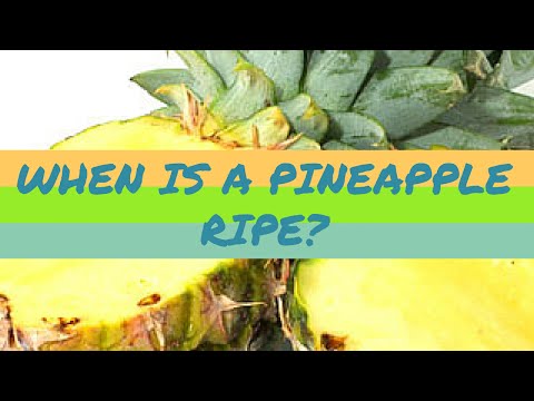 how to know pineapple ripe
