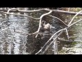 Click here to watch this video 20120425野幌森林公園大沢口前オタマの池 カルガモの寛ぎ Ⅳ.MOV