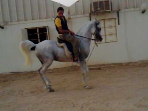 الحصان  العربى الاصيل 