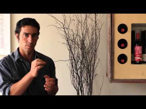 thetuscangun - Winemaker and biodynamic farmer Francesco di Fillpis talks about the Cilegiolo grape that he grows at Tenuta di Poggio in San Miniato, Tuscany. The grape is ...