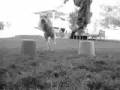 videos de Bailey's Autumn Jumping