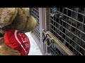 Giant Teddy Bear