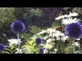 Echinops; The Globe Thistles