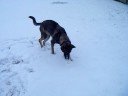 Hank playing outside 2