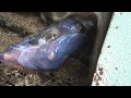 Linda giving birth