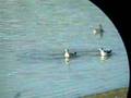 videos de Red-necked vs Wilson's Phalarope