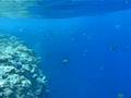 Underwater scenery from Hadaba, Sharm el Sheikh