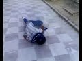 HORMIGA aTOmica BorraCha ..si bebes no conduzcas!!