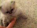 Cute Blue Point Himalayan Kitten at 4 Weeks Old