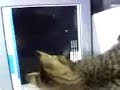 cat-0707281409013gp.html