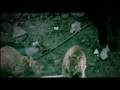 Rat - Very interesting Indian ad for, save the tiger movement Rat - Very interesting Indian ad for, save the tiger movement
