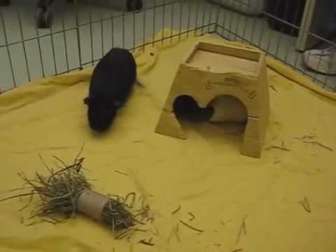 Pinniped meets a new friend