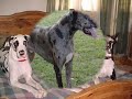 Great Dane Puppies Great Dane Puppies