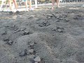 Sea Turtles on the Beach