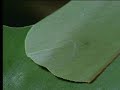 Attenborough - Caterpillars