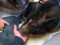 Pot Belly Piggy (Cochon) Spider Pig