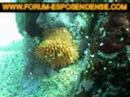 A few images about scuba adventures in Esposende - North Portugal