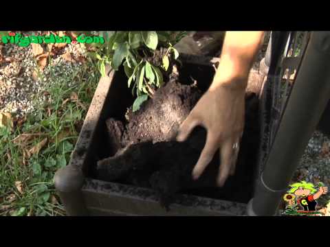how to fertilize jasmine vine