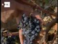 Unas 3.000 hectáreas de viñedo dañadas por el granizo en Valencia