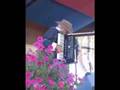 Dick Contino at Cotati