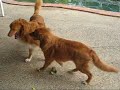 July 08 - Tollers Play