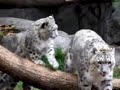 snow-leopards-at-play.html