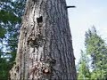 Let the wood weight bring it over