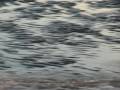 videos de springer spaniels on the beach