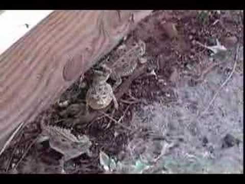 Texas Horned Lizard Males - ...