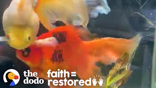 Woman Adopts A 10-Year-Old Goldfish And Completely Transforms Him | The Dodo Faith = Restored by The Dodo