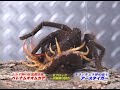 Centipede vs Tarantula Centipede vs Tarantula