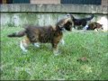 Bellissimi cuccioli Maine Coon - www.trilloteam.it Bellissimi cuccioli Maine Coon - www.trilloteam.it