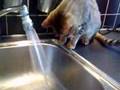 Zico-the-bengal-kitten-21---Kitchenwater