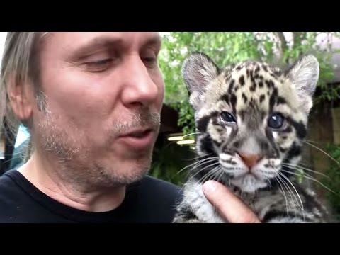 YouTube reptile video