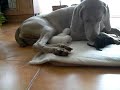 Dog with kitties