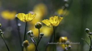 Giovanni Marradi Adagio in G Minor